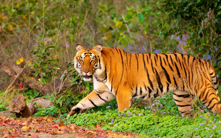 Corbett National Park From Delhi
